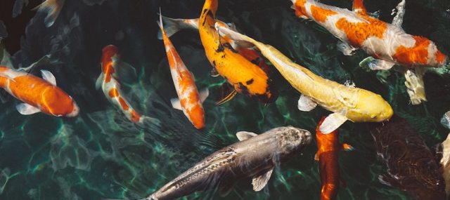 Personal Loans for Fish Tanks