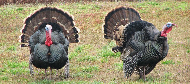 The Cost of Thanksgiving in 2017