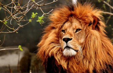 MoneyLion